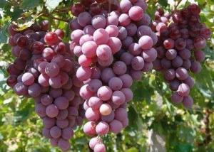 富硒葡萄种植技术葡萄坐果期喷施富硒营养液